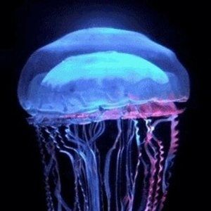 Meet your Posher, Shelly